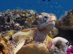 蓝色星球 第二季(Blue Planet II)(普通话版)第3集:珊瑚礁