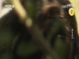 自然传奇 《自然传奇》 20170315 谋生技巧