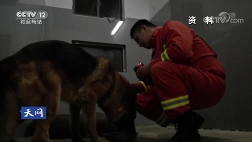 天网 《天网》 20190206 人犬情缘·最长情的告白