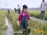 远方的家 《远方的家》 20160812 特别节目——唇齿留香百味鲜