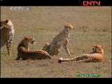 人与自然 原生故事 猎豹母亲 上