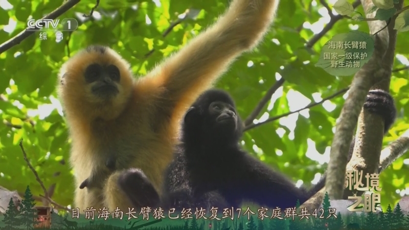 秘境之眼 《秘境之眼》 海南长臂猿 20250702