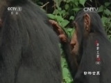 动物世界 《动物世界》 20160602 狂野之爱（中）