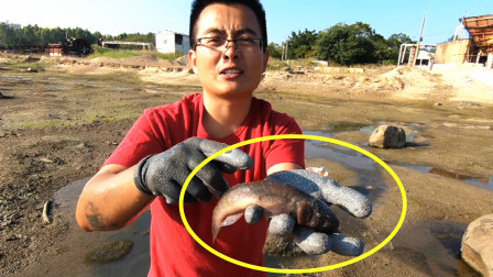 思乡渔夫 200块钱一斤的蟹虎，有钱也买不到