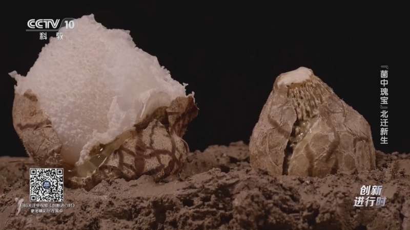 创新进行时 《创新进行时》 20260107 “菌中瑰宝”北迁新生