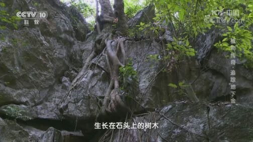 地理中国 《地理·中国》 20200821 植物传奇·追踪“地下金”