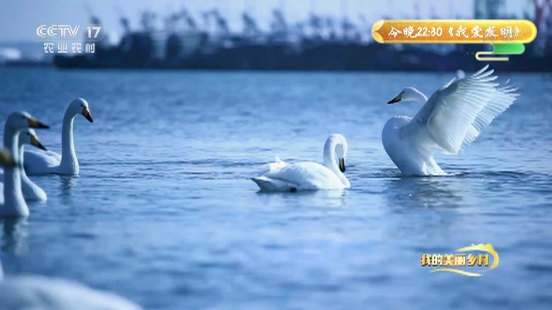 《我的美丽乡村》 20210708 天鹅渔家