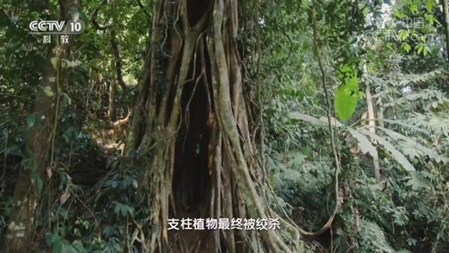 地理中国 《地理·中国》 20191209 探秘热带雨林1