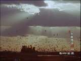 动物世界 动物世界 2010年 第104期