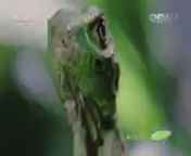 人与自然 《人与自然》 20140910 自然启示 绿鬣蜥