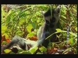 动物世界 《动物世界》 20121201 传奇家族秘史（四）