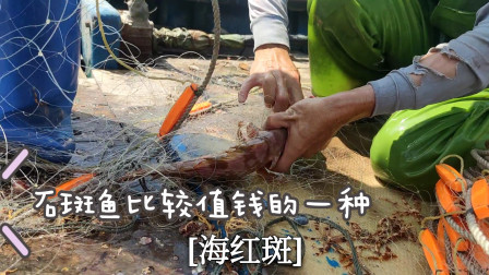 南澳岛赶海日记 彪哥想捕大黄鱼，结果捕到了值钱的海红斑，一条就卖了九百块钱
