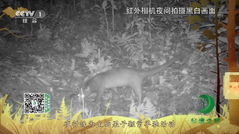 秘境之眼 《秘境之眼》 果子狸 20220528