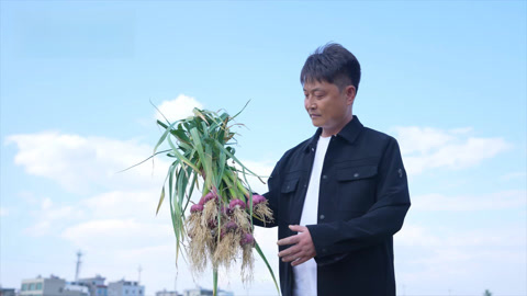 云南解化助力滇西 紫蒜迈向品质新高度