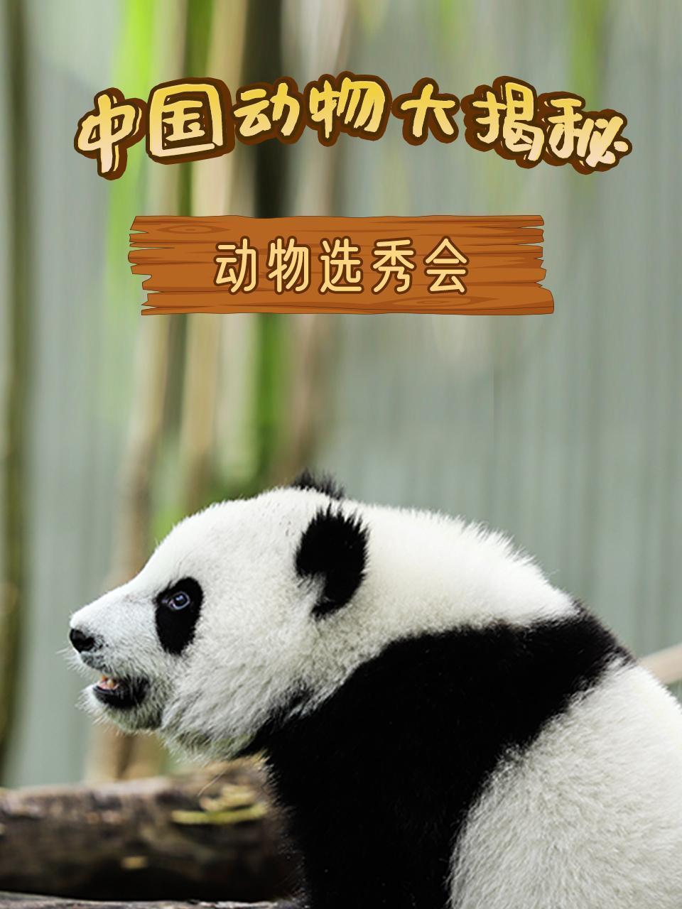 中国动物大揭秘之动物选秀会