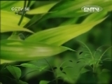 智慧树 《智慧树（周末版）》 20120719