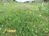 生财有道 《生财有道》 20170913 生态中国系列（草原行）——唐布拉草原：香、甜的草原财富