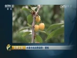 消费主张 《消费主张》 20170620 水果市场消费调查：樱桃