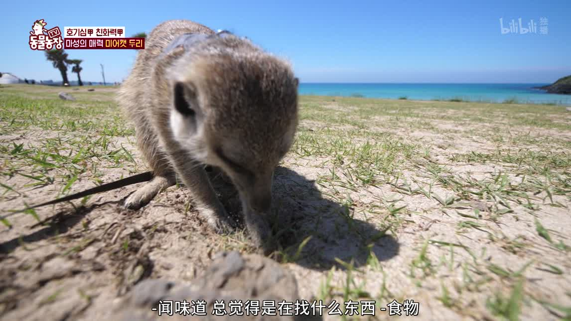 济州岛海边的猫鼬