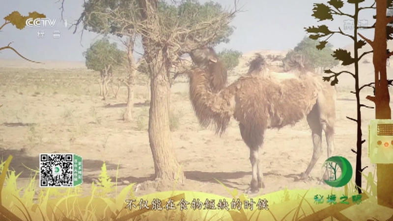 《秘境之眼》 野骆驼 20210906