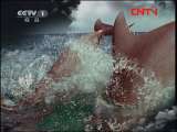 人与自然 《人与自然》 20111203 自然发现——熊的世界（下）
