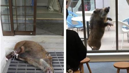 猪头传媒 2017 12月 日本京都野猪肆虐校园 追赶学生头撞玻璃门吓坏众人