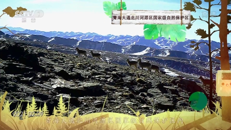 《秘境之眼》 岩羊 20210411