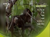 自然传奇 《自然传奇》 20171222 狒狒大家族