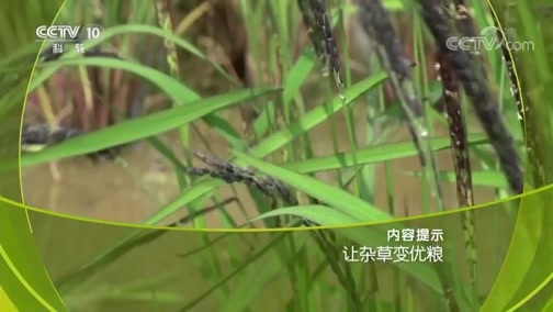 走近科学 《走近科学》 20190306 让杂草变优粮