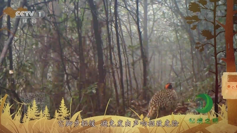 《秘境之眼》 黄腹角雉 20210928