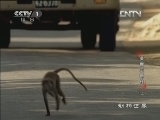 动物世界 《动物世界》 20121031