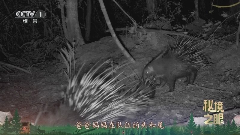 秘境之眼 《秘境之眼》 豪猪 20250119