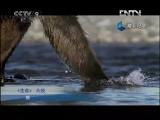 魅力纪录（CCTV-1综合频道） 《生命》棕熊捕鱼季