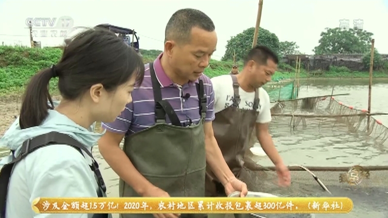 《致富经》 20210523 小苗不一般 身价能翻番