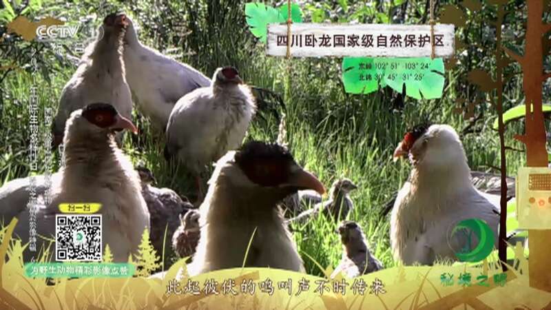 《秘境之眼》 黄喉貂/白马鸡/欧亚水獭 20210527