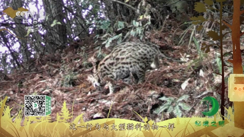 秘境之眼 《秘境之眼》 豹猫 20220818