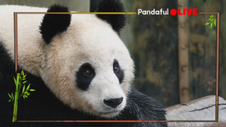 熊猫慢直播|世界地球日万物共悦，和胖大福一起记录地球的每张笑脸