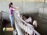 消费主张 《消费主张》 20180523 猪肉价格为何跌跌不休？
