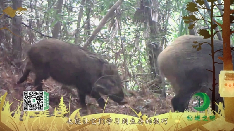 《秘境之眼》 野猪 20211117
