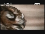动物世界 《动物世界》 20120503 02：09