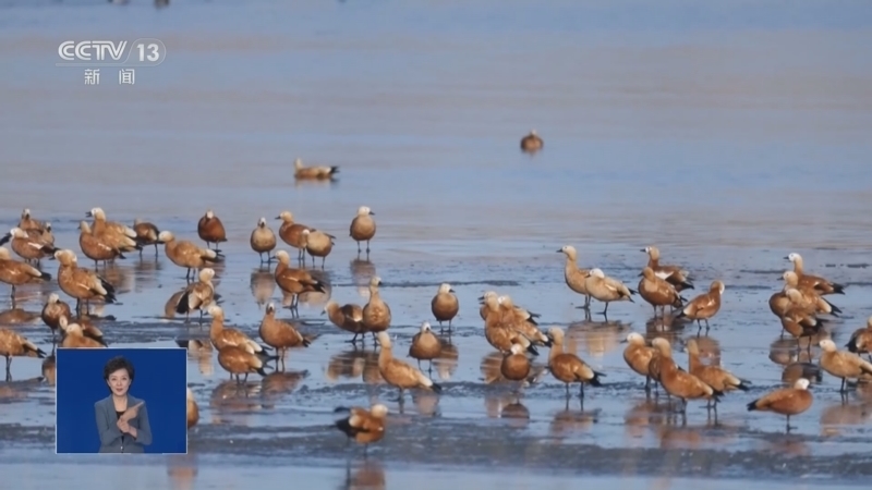 《共同关注》 20251129