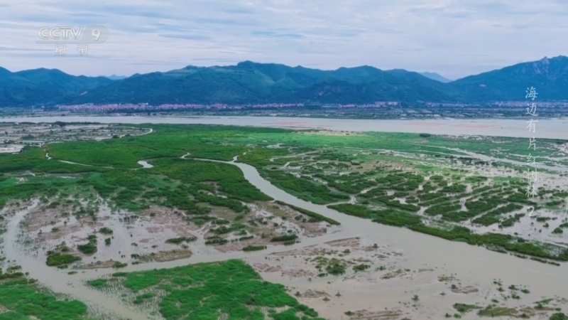 《海边有片红树林》 第2集 潮汐之间