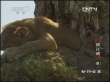 动物世界 《动物世界》 20130331 闯江湖（四）