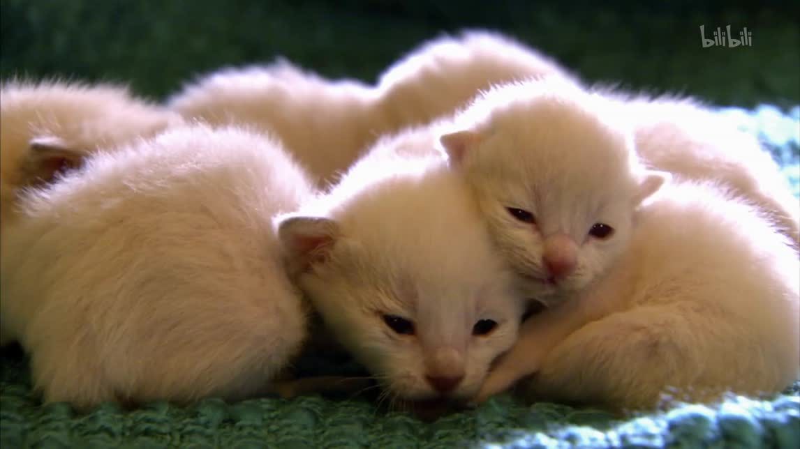 东奇尼猫缅因猫美国卷耳猫