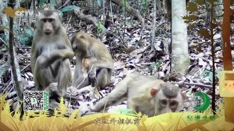 秘境之眼 《秘境之眼》 20221106 北豚尾猴/白头叶猴/藏酋猴/猕猴