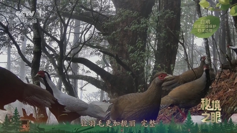 秘境之眼 《秘境之眼》 白鹇 20250623