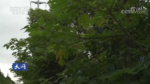 天网 《天网》 20190725 照片里的秘密