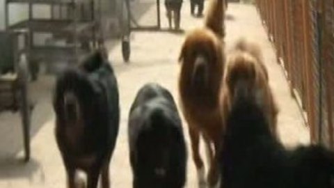 经济法眼 遭遇藏獒围攻