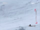 动物世界 《动物世界》 20170429 黑狼的王位争夺战