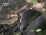 人与自然 《人与自然》 20160714 抚养水獭桑乔（下）